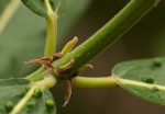 Ficus capreifolia