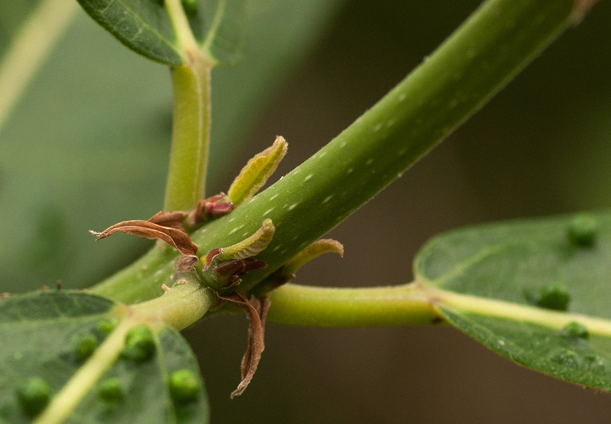 Ficus capreifolia