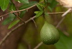 Ficus capreifolia