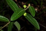 Ficus capreifolia
