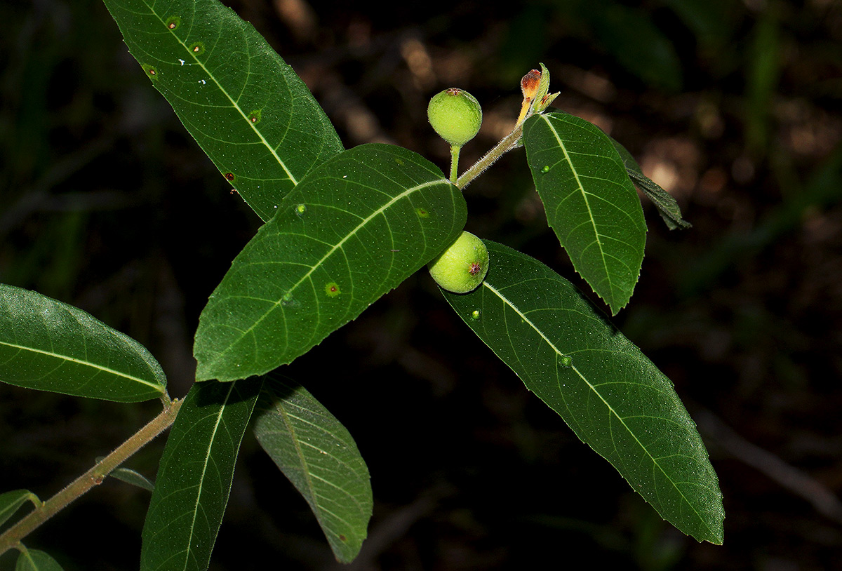 Ficus capreifolia