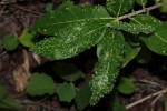 Ficus capreifolia