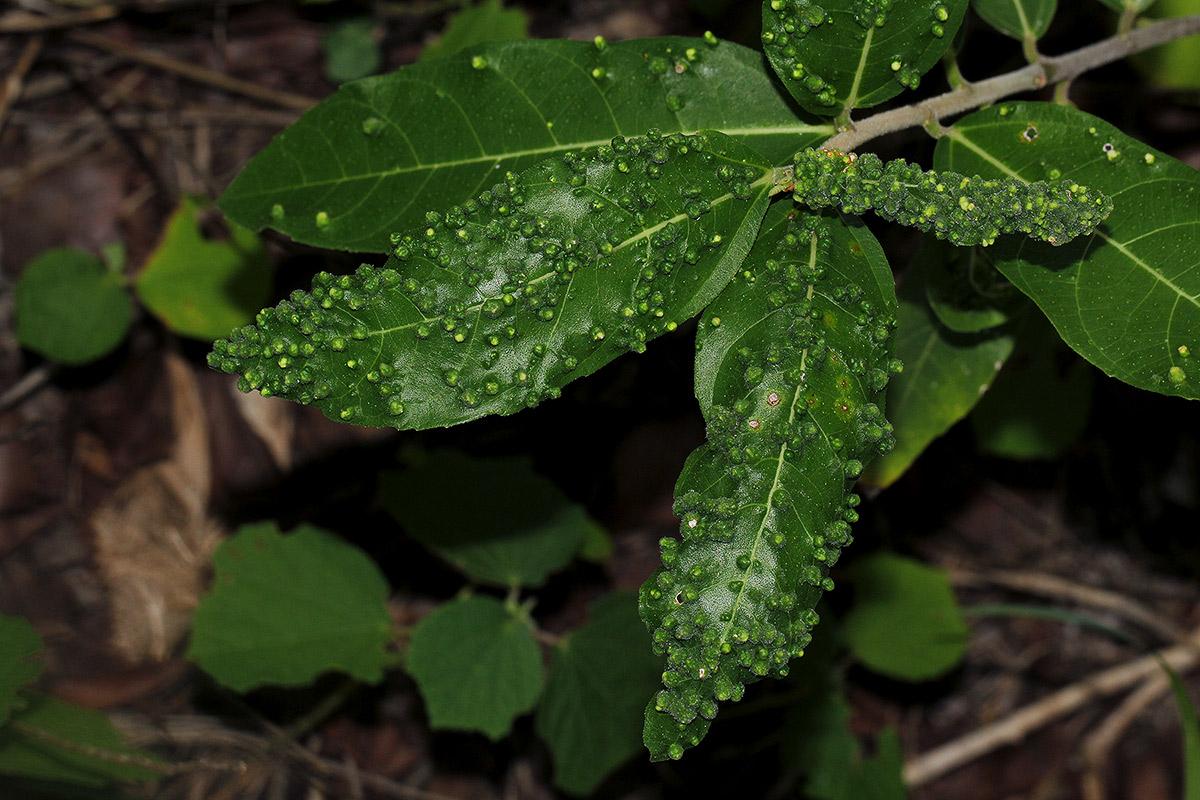 Ficus capreifolia
