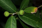 Ficus capreifolia