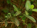 Ficus capreifolia