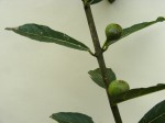 Ficus capreifolia