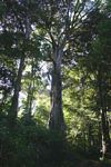 Ficus chirindensis