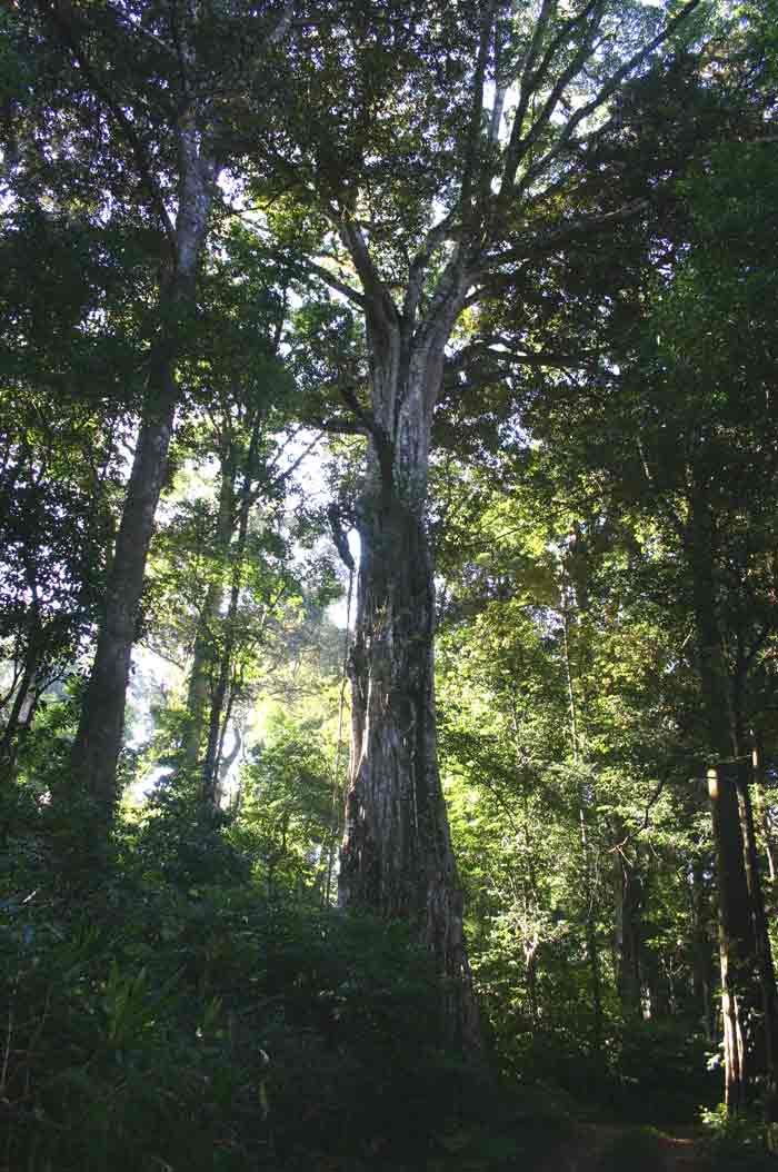 Ficus chirindensis