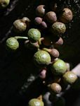 Ficus chirindensis