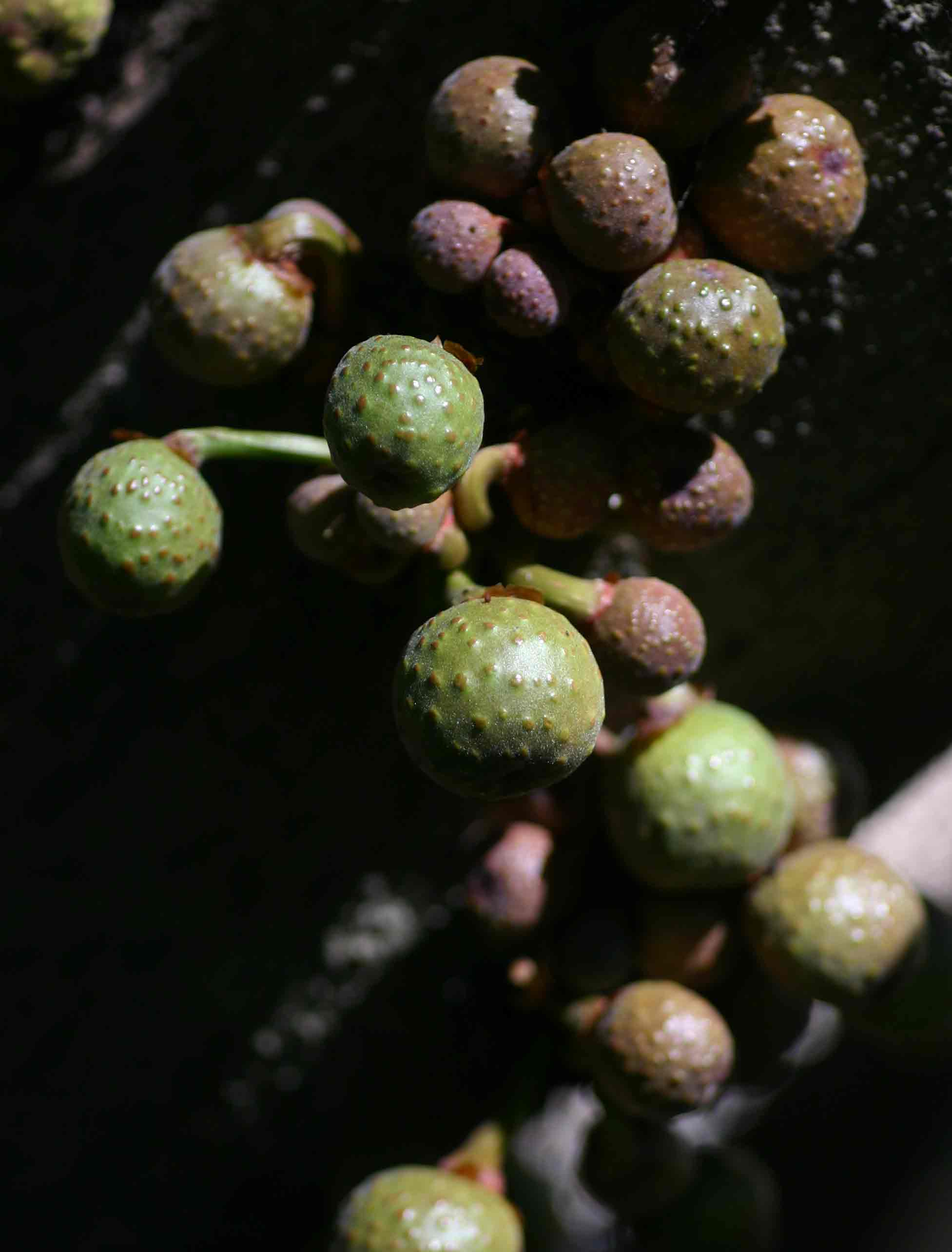 Ficus chirindensis