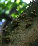 Ficus chirindensis