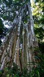 Ficus chirindensis