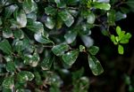 Ficus craterostoma