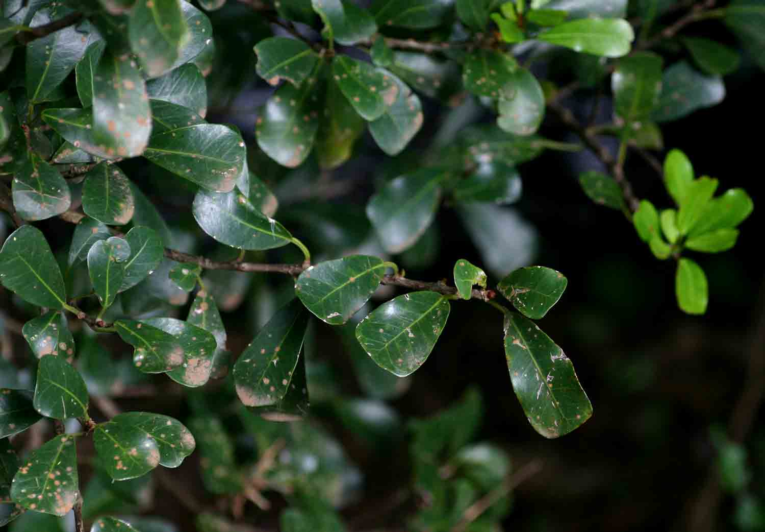 Ficus craterostoma