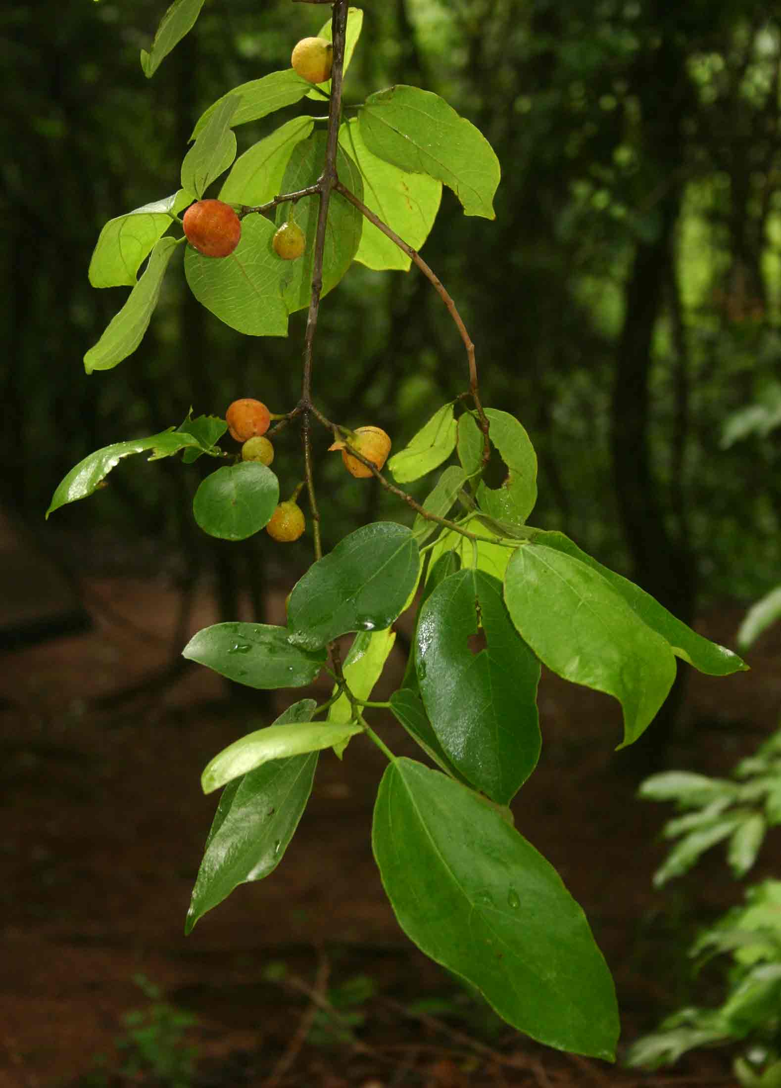 Ficus exasperata