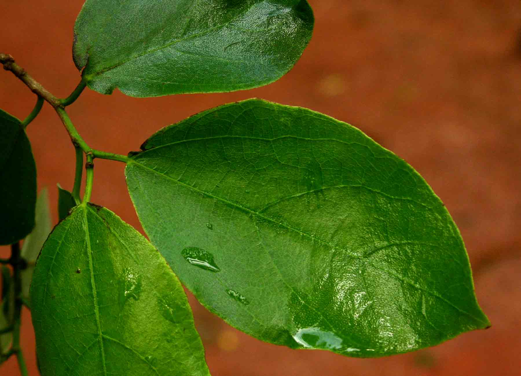 Ficus exasperata