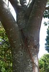 Ficus fischeri