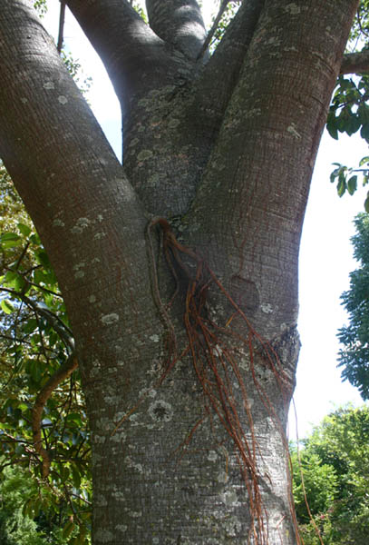 Ficus fischeri