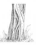 Ficus fischeri