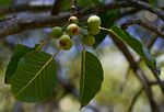 Ficus fischeri