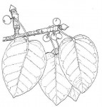 Ficus fischeri