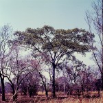 Ficus fischeri