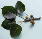 Ficus fischeri
