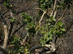 Ficus glumosa