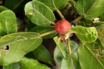 Ficus glumosa