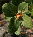 Ficus glumosa