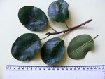 Ficus glumosa