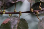Ficus glumosa