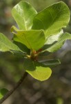 Ficus glumosa