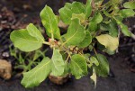 Ficus glumosa