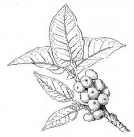 Ficus ingens