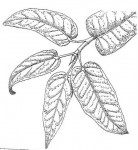 Ficus ingens