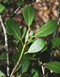 Ficus natalensis subsp. graniticola