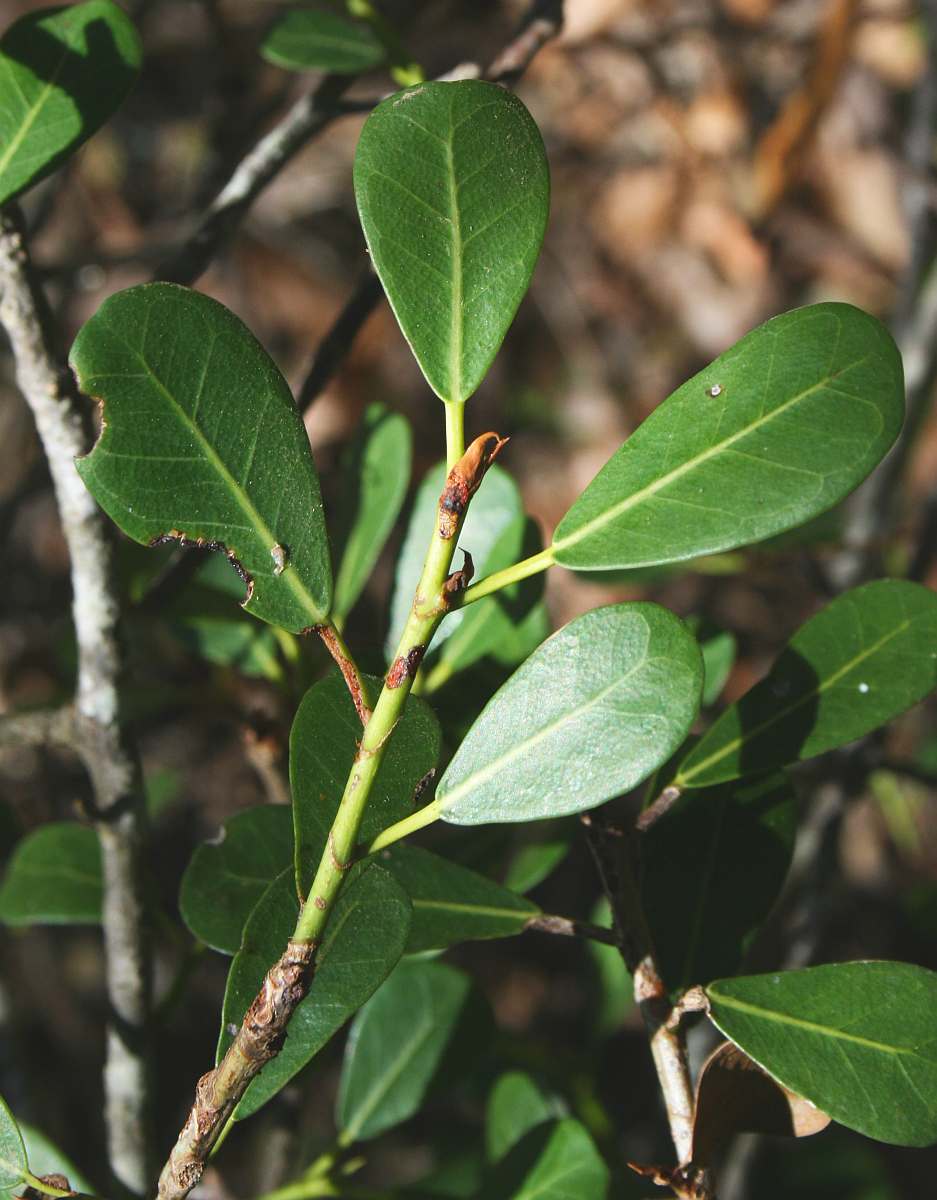 Ficus natalensis subsp. graniticola
