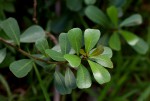 Ficus natalensis subsp. graniticola