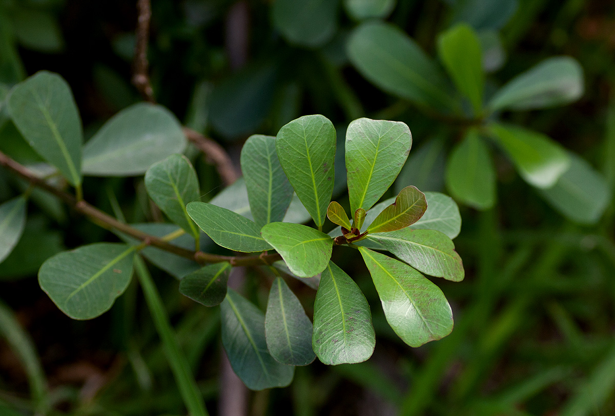 Ficus natalensis subsp. graniticola