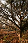 Ficus sansibarica subsp. sansibarica