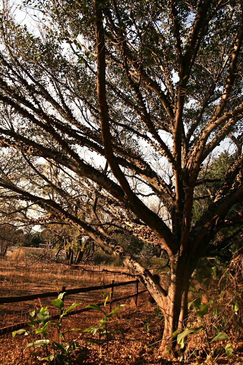 Ficus sansibarica subsp. sansibarica