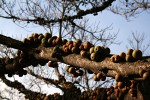 Ficus sansibarica subsp. sansibarica