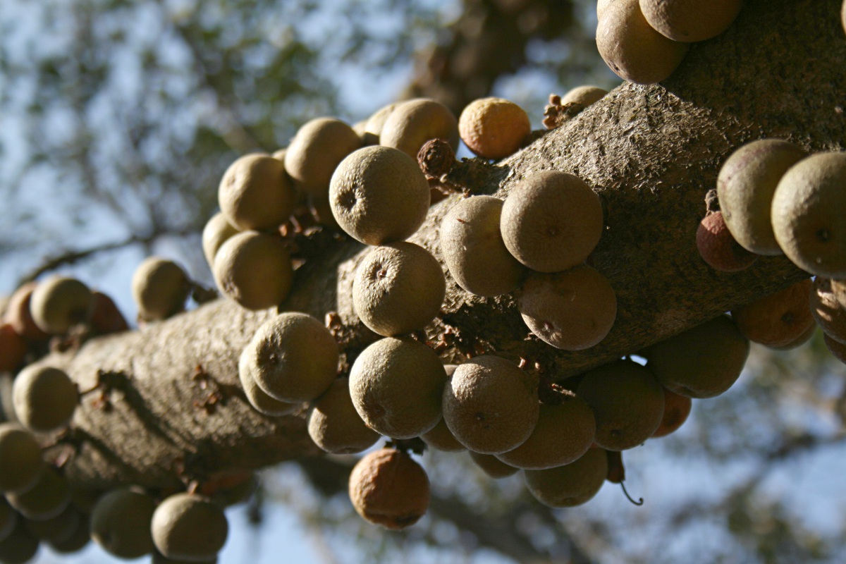 Ficus sansibarica subsp. sansibarica