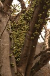 Ficus sansibarica subsp. sansibarica