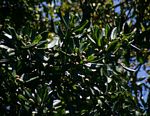 Ficus scassellatii subsp. scassellatii
