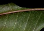 Ficus scassellatii subsp. scassellatii