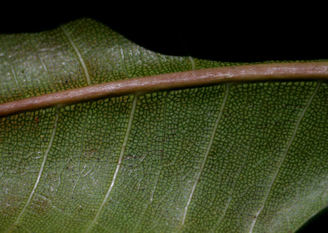 Ficus scassellatii subsp. scassellatii