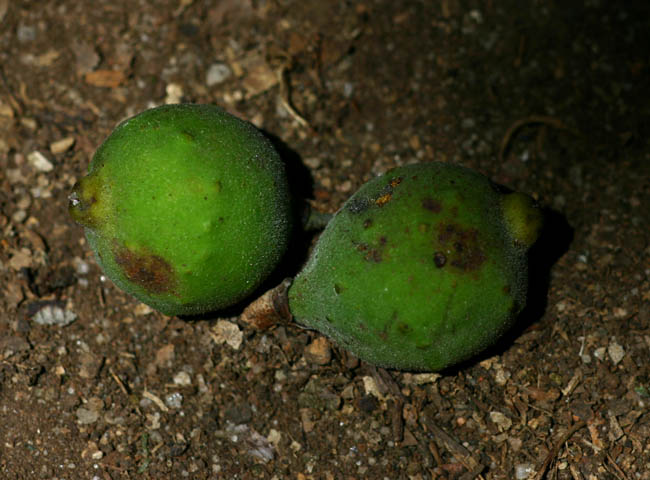 Ficus scassellatii subsp. scassellatii