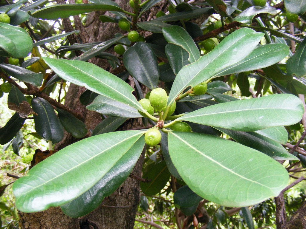 Ficus scassellatii subsp. scassellatii